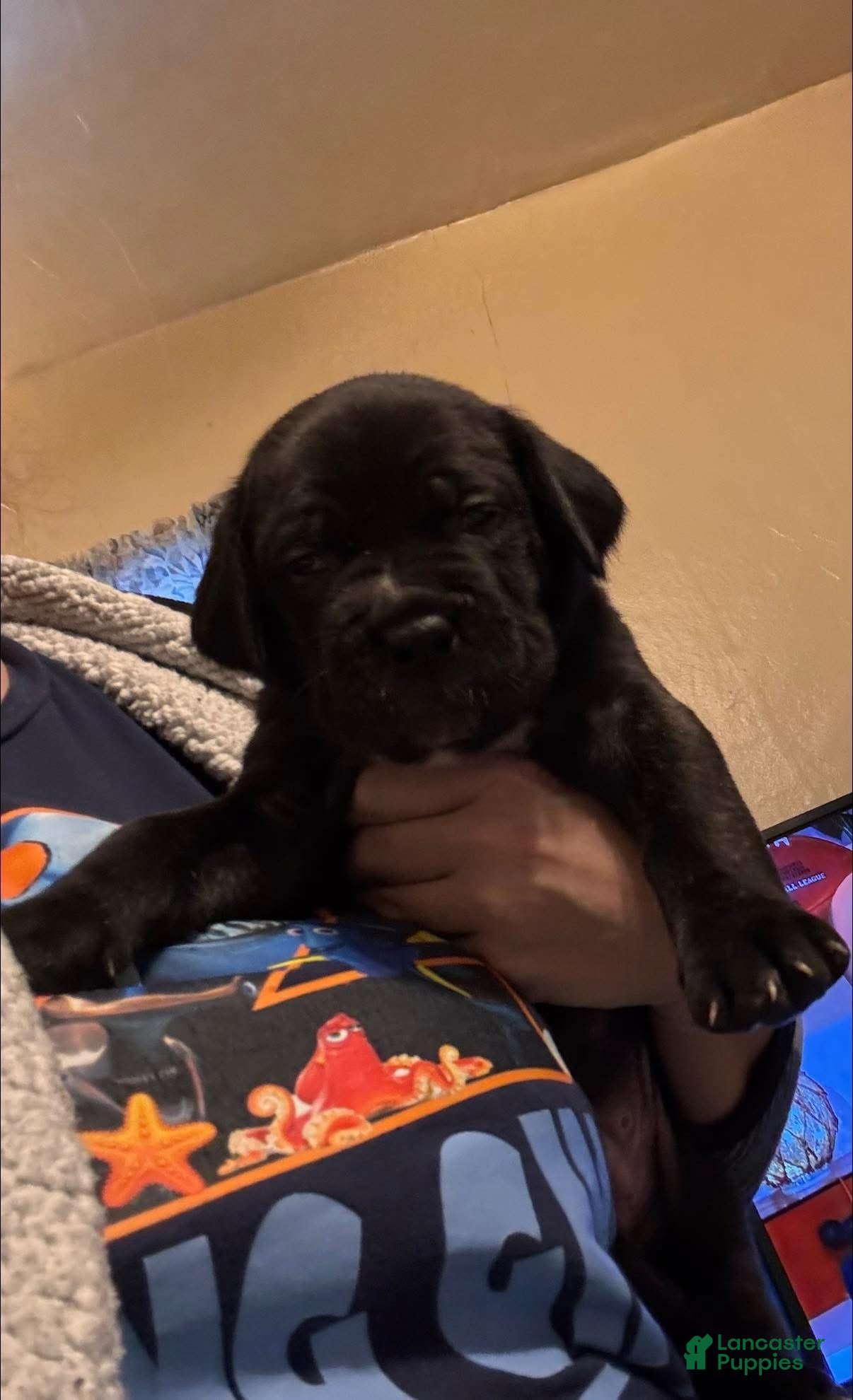 Cane Corso dogs Cane Corso Puppy 3 - Ad 41