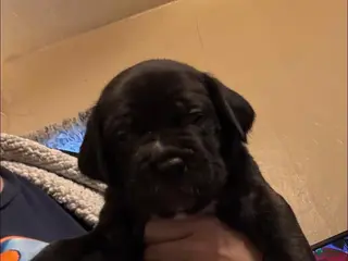 Cane Corso dogs Cane Corso Puppy 3 - Ad 41