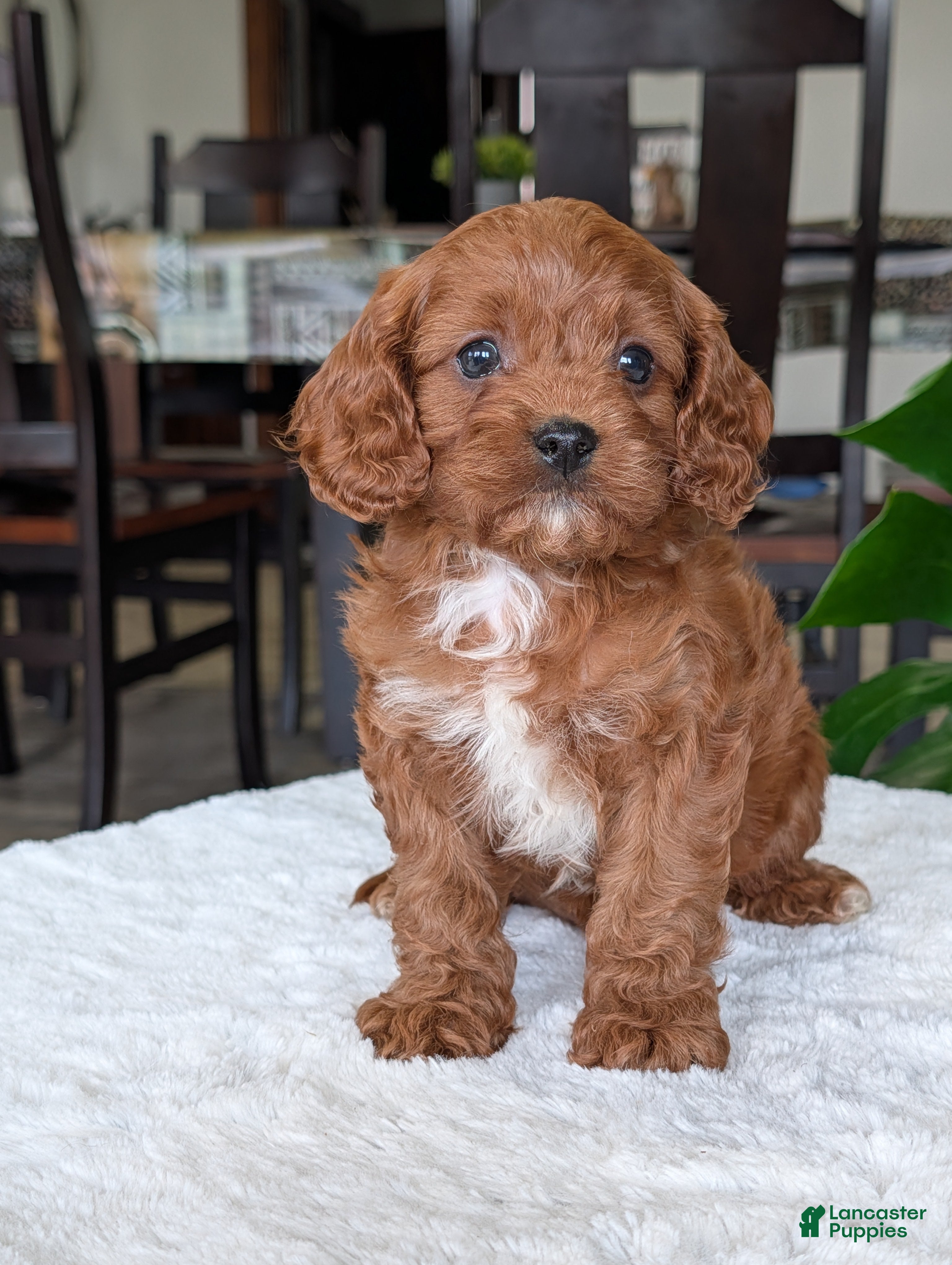 Cavapoo dogs Kody - Ad 2