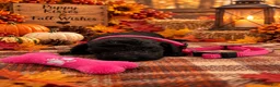 Goldendoodle dogs for sale: Angel - Pink Collar - Ad 2