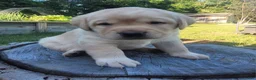Labrador Retriever dogs for sale: Legend  - Ad 7