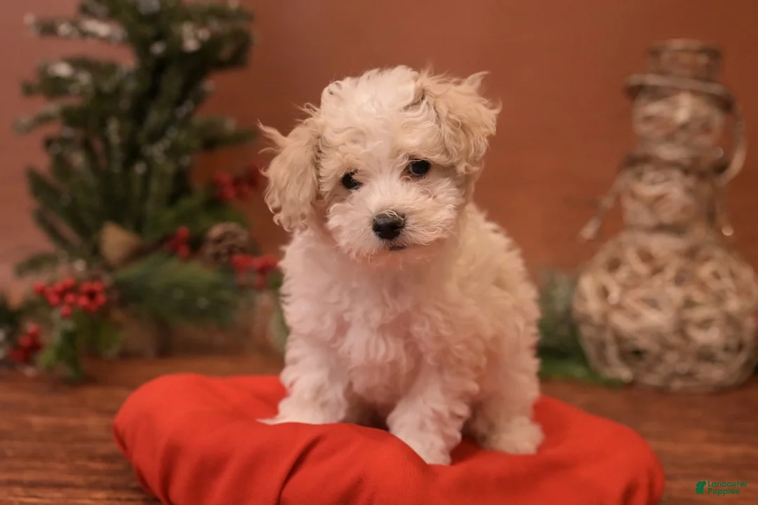 Bichpoo dogs for sale: Oh - Ad 9