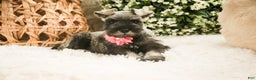 Miniature Schnauzer dogs for sale: Millie - Ad 5