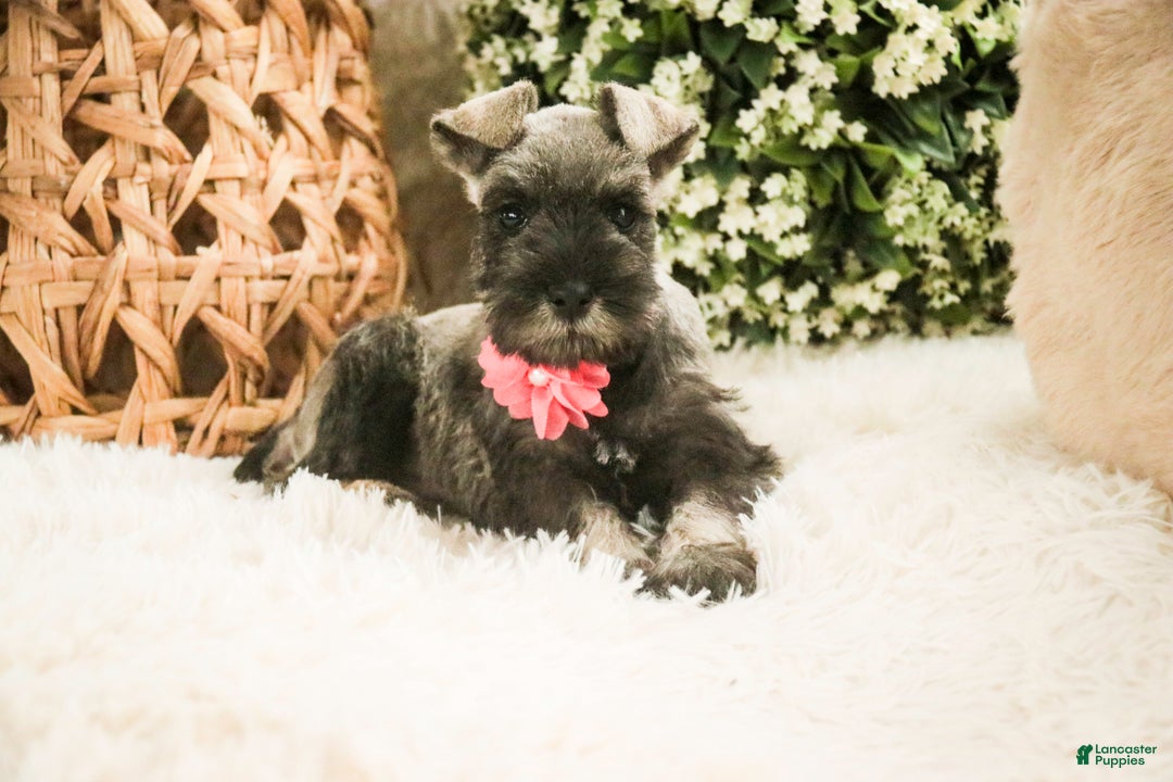 Miniature Schnauzer dogs for sale: Millie - Ad 5