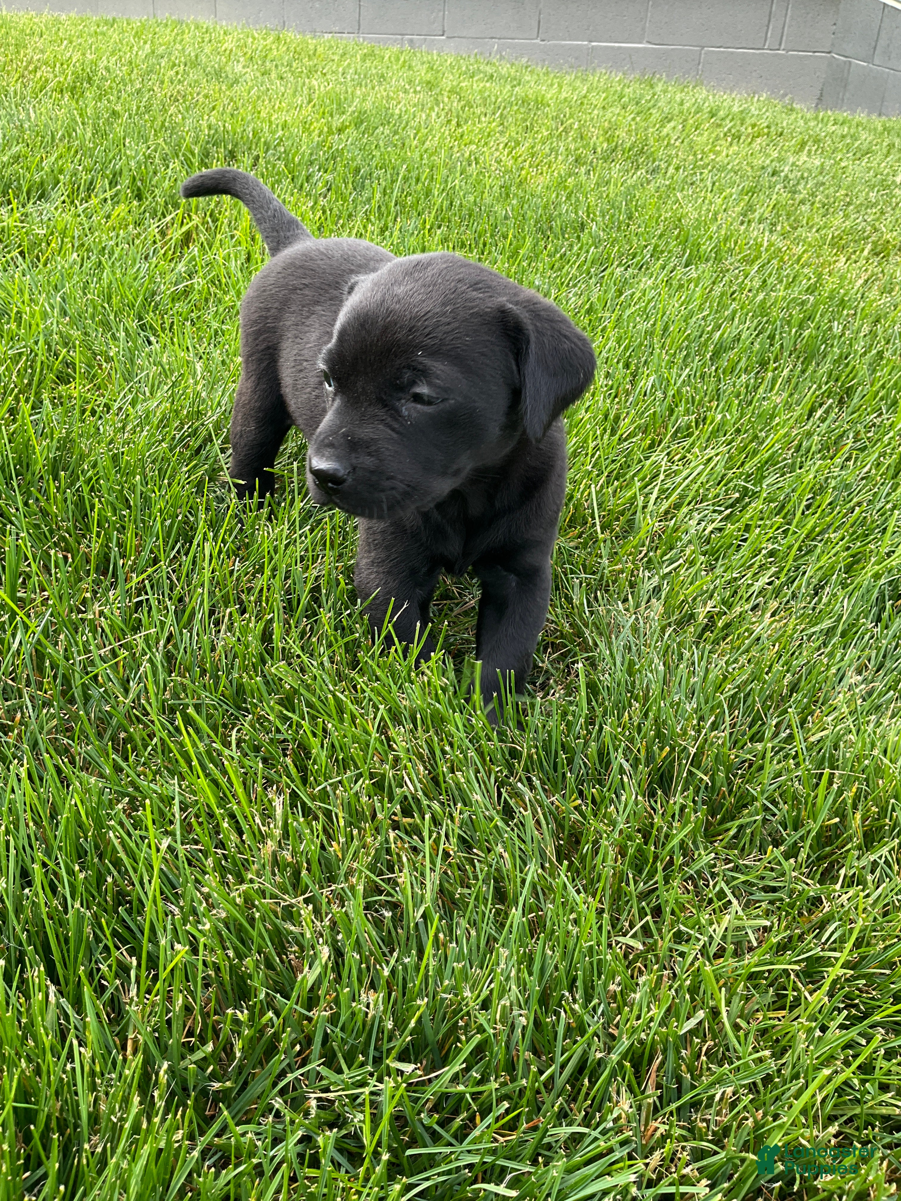 Labrador Retriever dogs Lily - Ad 2