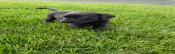 Labrador Retriever dogs for sale: Lily - Ad 2