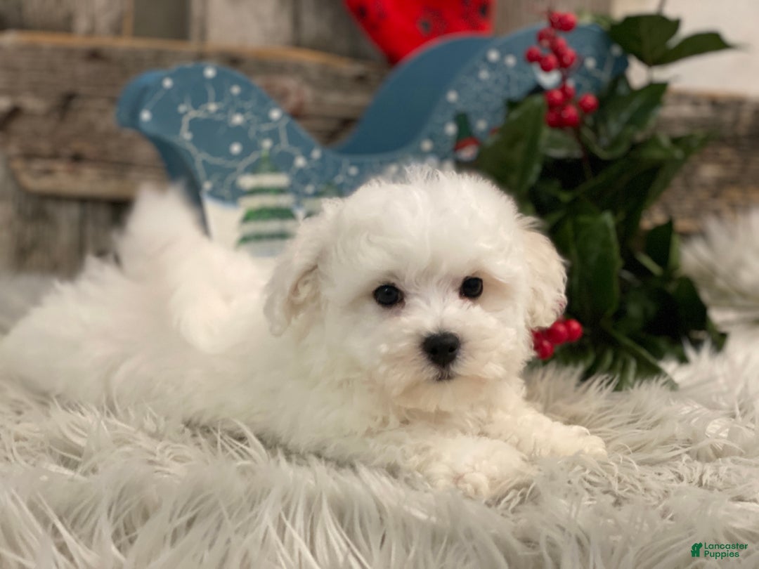 Bichon Frise dogs for sale: Ellis - Ad 3