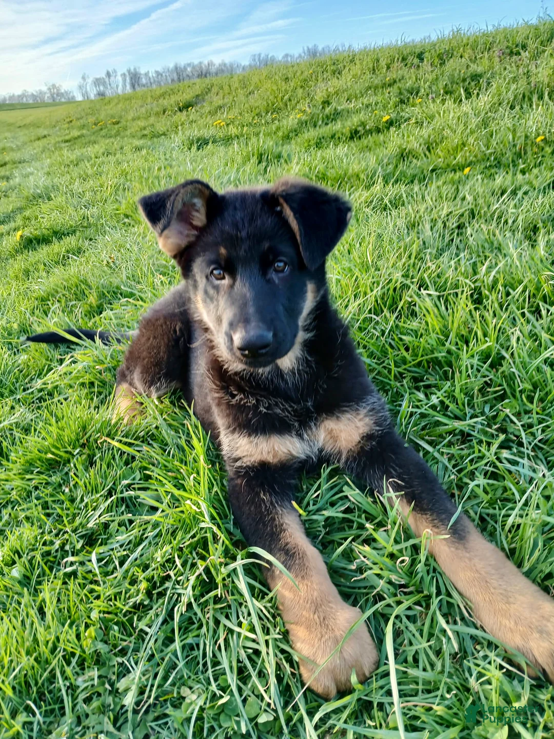 German Shepherd dogs for sale: Navy - Ad 2