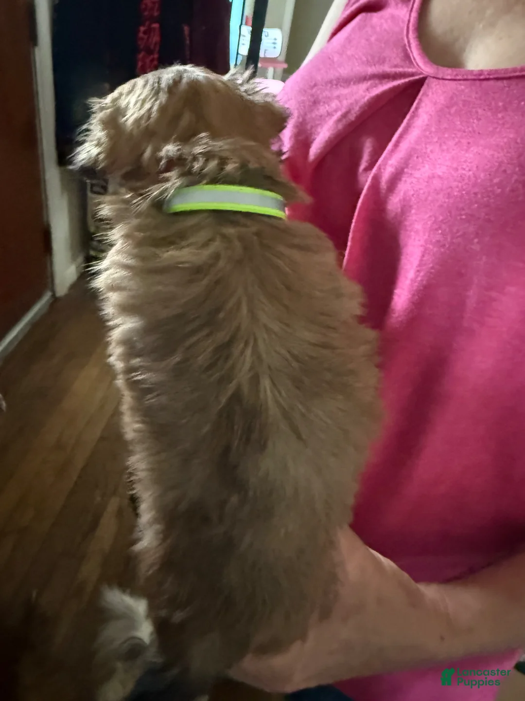 Lhasa Apso dogs for sale: Lhasa Apso Puppy 1 - Ad 2