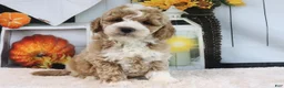Mini Goldendoodle dogs for sale: Koby - Ad 3