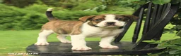 Mixed Breed dogs for sale: Washington - Ad 3