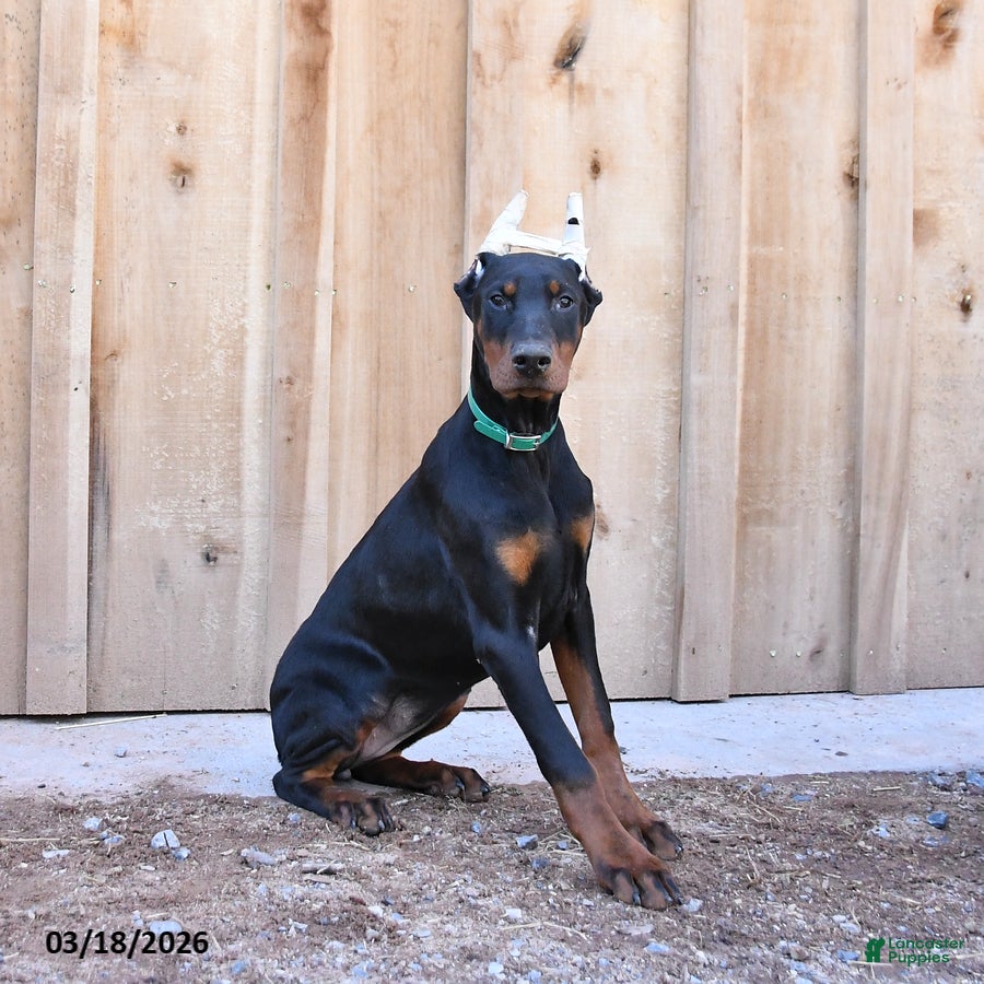 Doberman Pinscher dogs Raindrop - Ad 1
