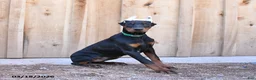 Doberman Pinscher dogs for sale: Raindrop - Ad 1