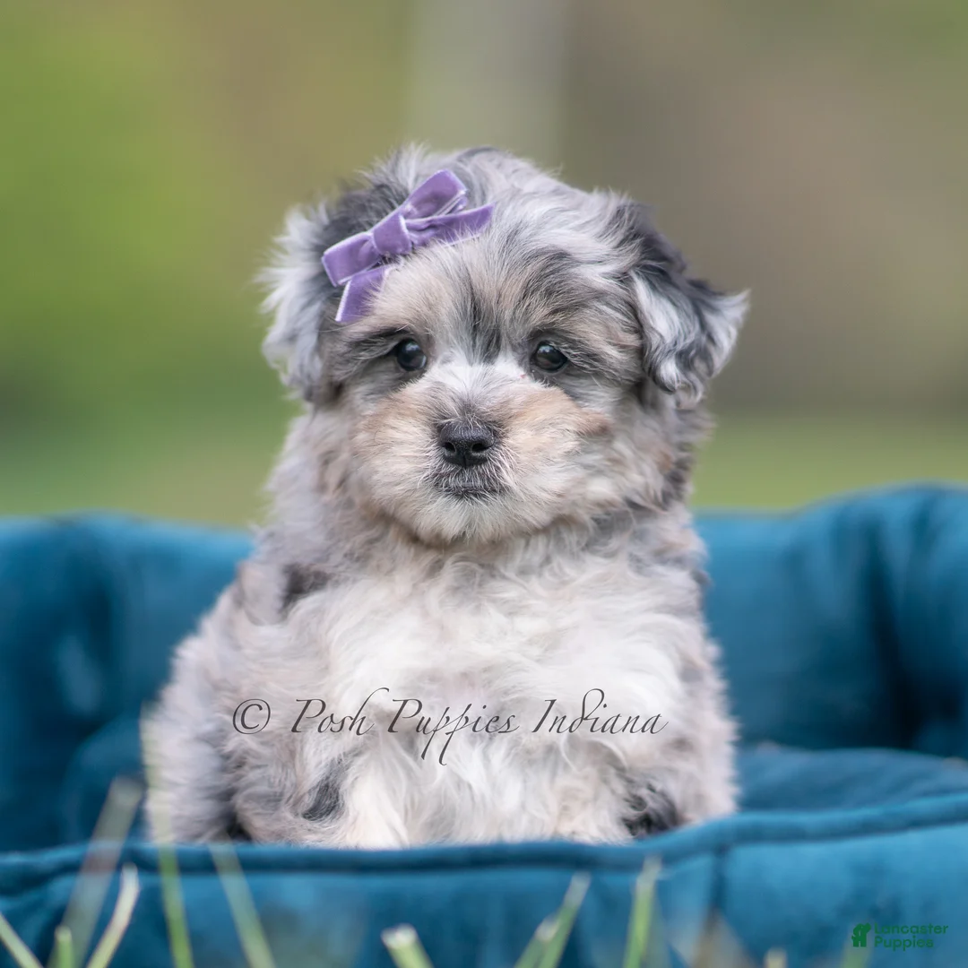 Maltipoo dogs for sale: Coco - Ad 6