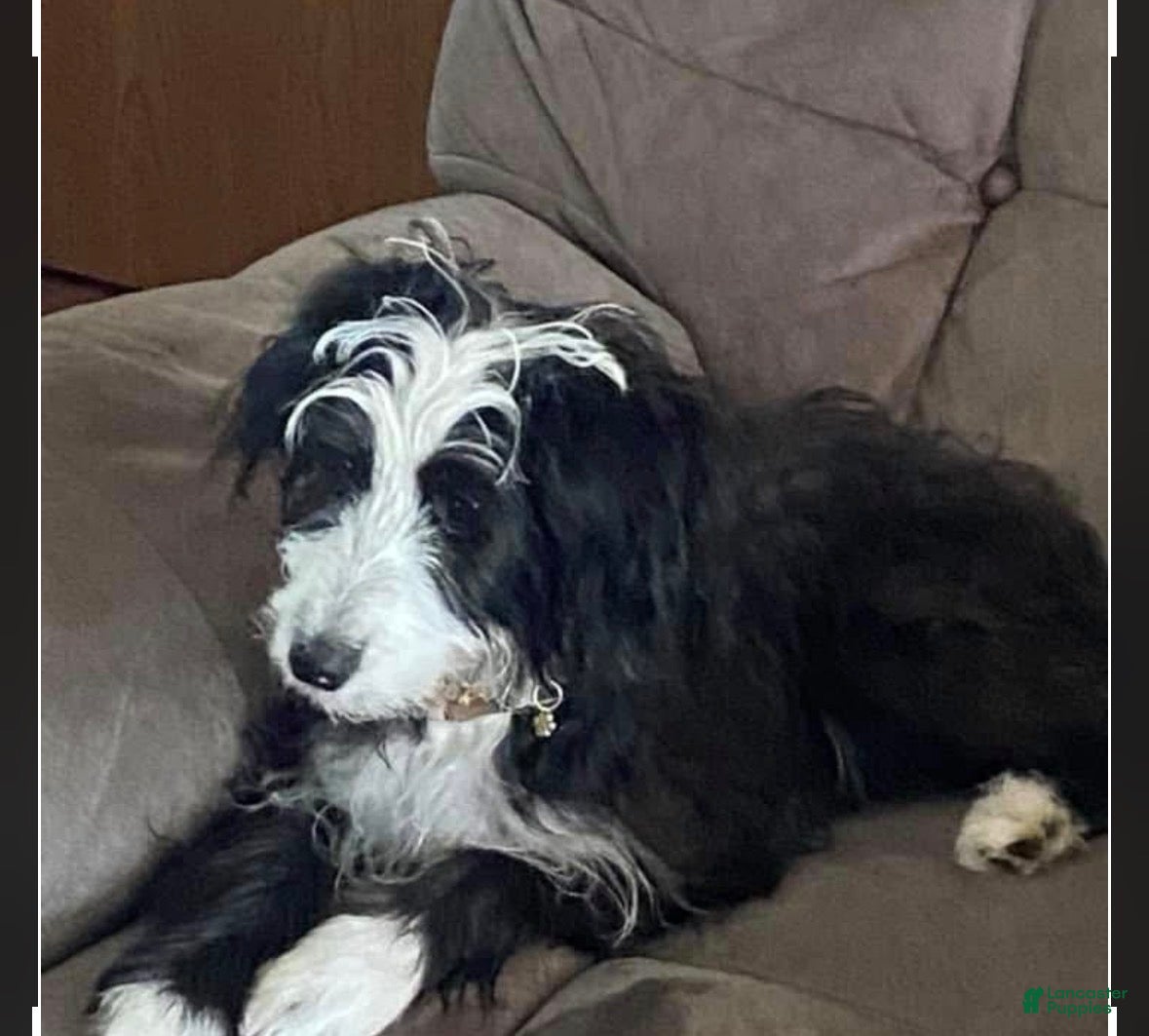 Mini Bernedoodle dogs Mini bernedoodles 3 - Ad 2