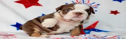 English Bulldog dogs for sale: Coco - Ad 2