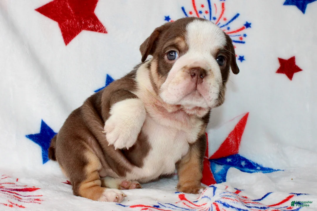 English Bulldog dogs for sale: Coco - Ad 2