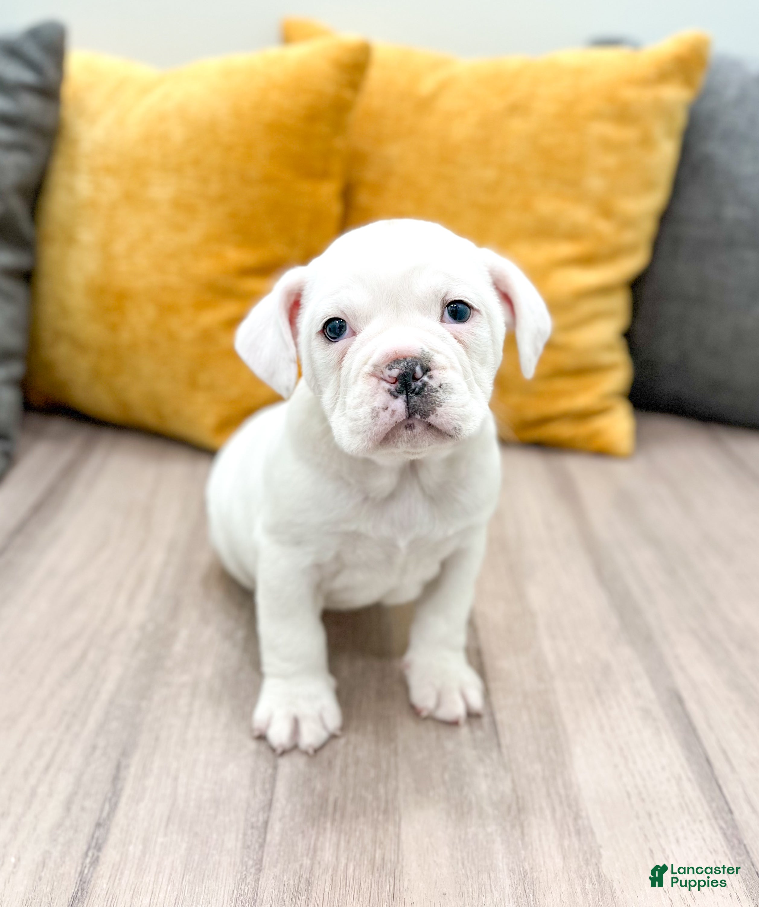 Mixed Breed dogs Rolo - Ad 7