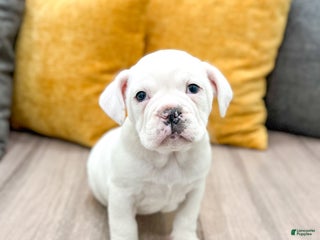 Mixed Breed dogs Rolo - Ad 3