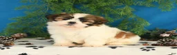 Shih Tzu dogs for sale: Carter - Ad 4