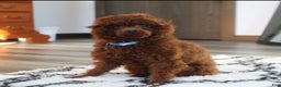 Toy Poodle dogs for sale: Bella - Ad 15