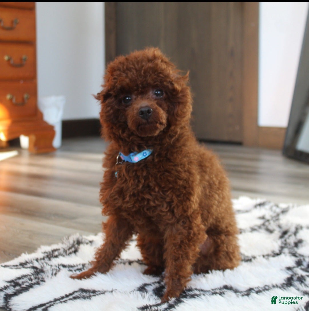 Toy Poodle dogs for sale: Bella - Ad 15