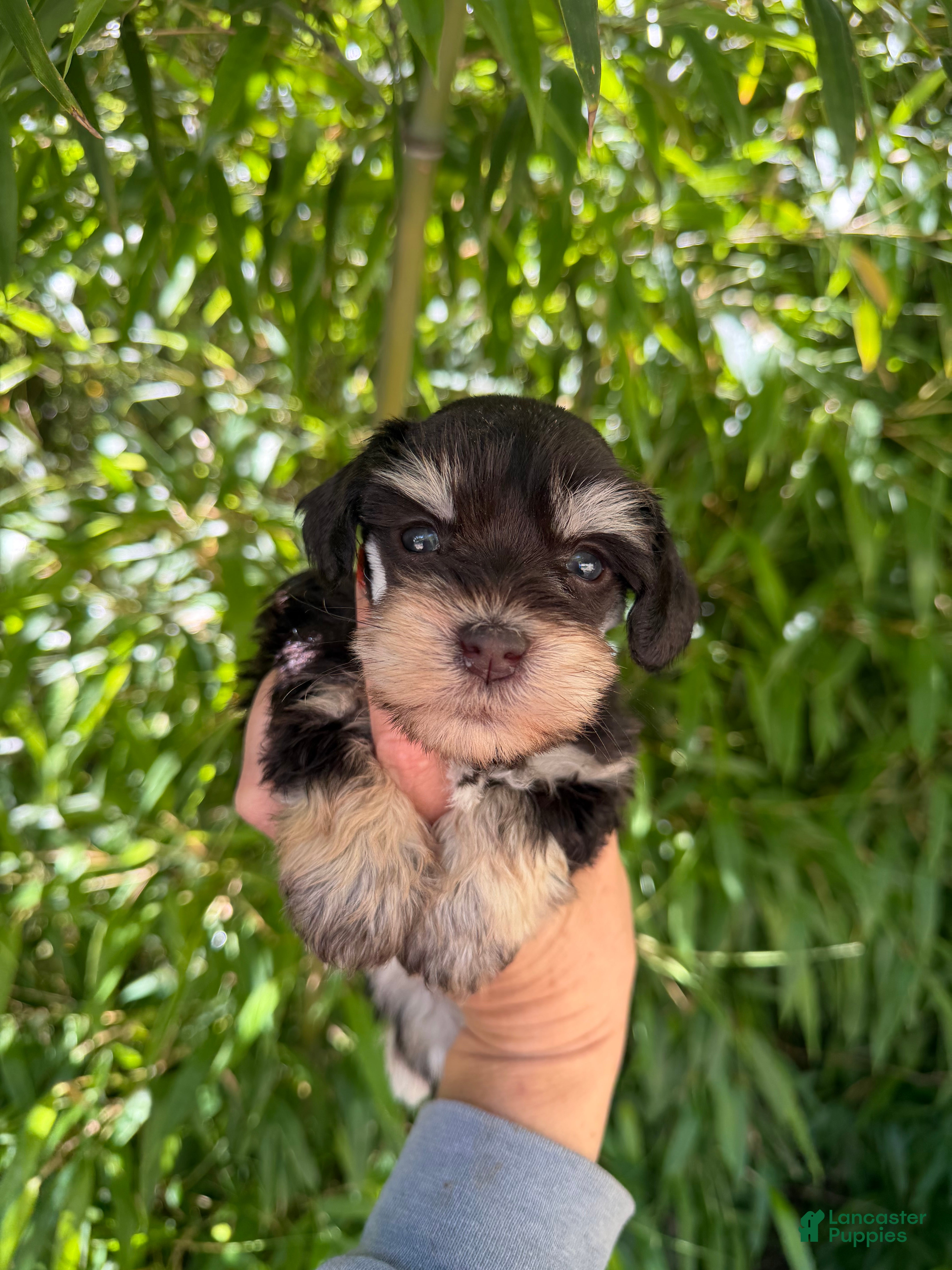 Miniature Schnauzer dogs Miniature Schnauzer Puppy 1 - Ad 30