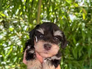 Miniature Schnauzer dogs Miniature Schnauzer Puppy 1 - Ad 11