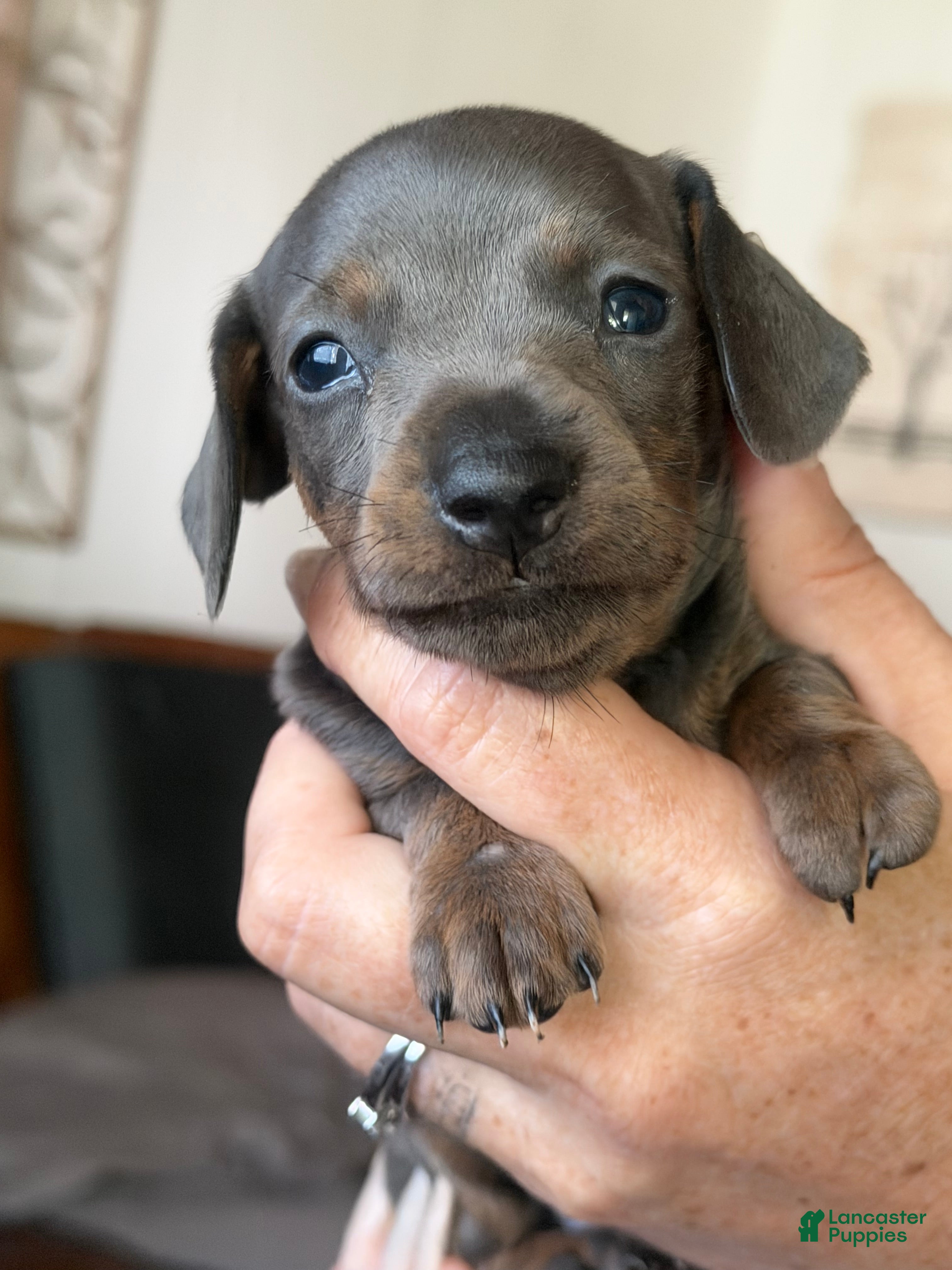 Miniature Dachshund dogs Miniature Dachshund Puppy 3 - Ad 1
