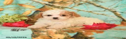 Maltipoo dogs for sale: Hannah - Ad 2