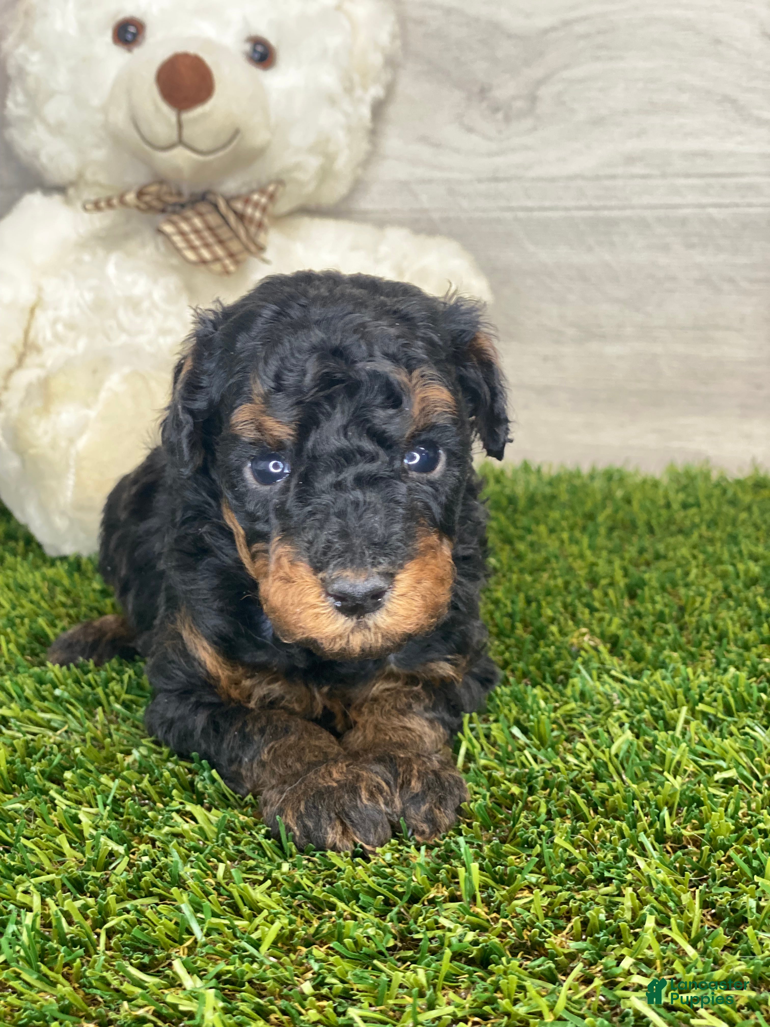 Toy Poodle dogs MYRON - Ad 2