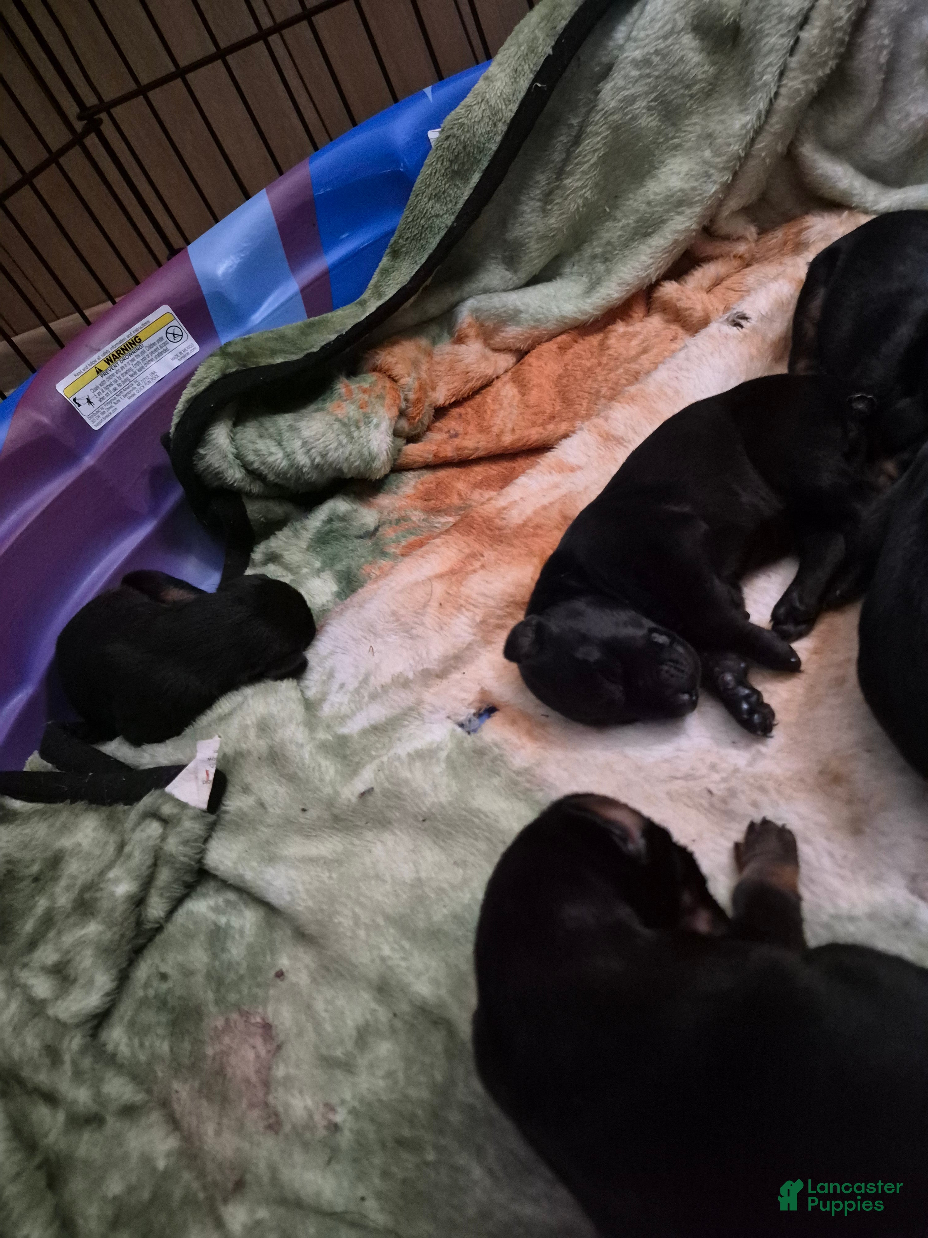 Doberman Pinscher dogs Doberman Pinscher 3 - Ad 16