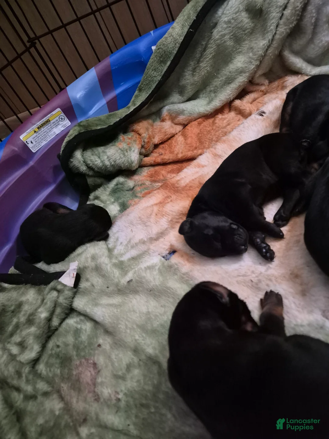 Doberman Pinscher dogs for sale: Doberman Pinscher 3 - Ad 1