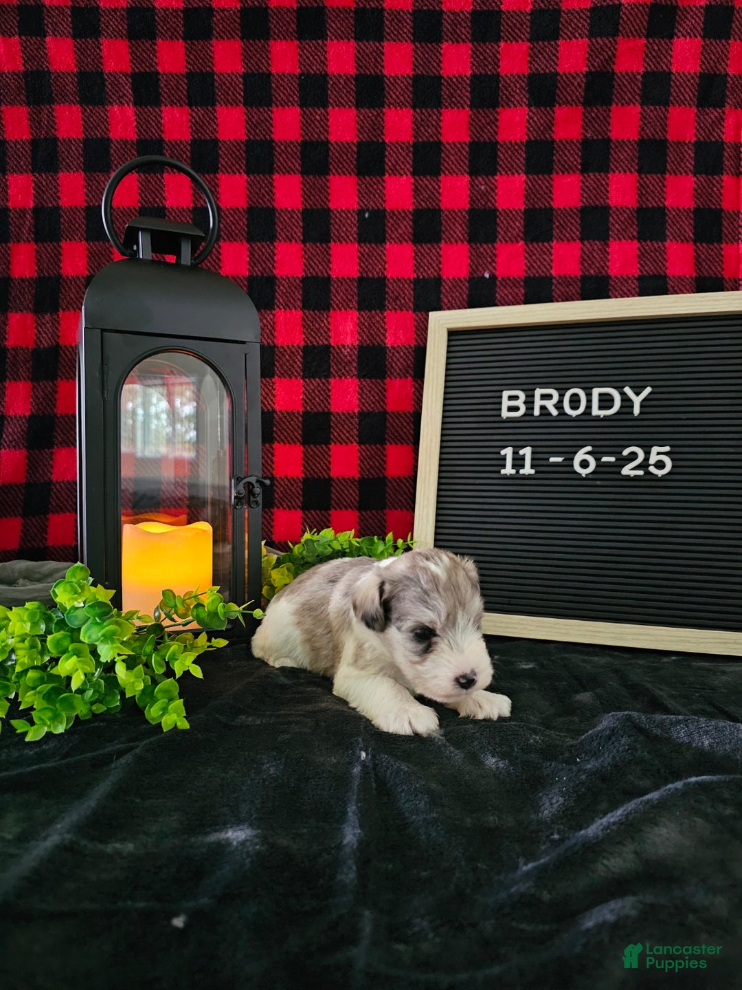 Miniature Schnauzer dogs for sale: Brody  - Ad 6