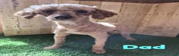 Miniature Poodle dogs for sale: Chevelle - Ad 10
