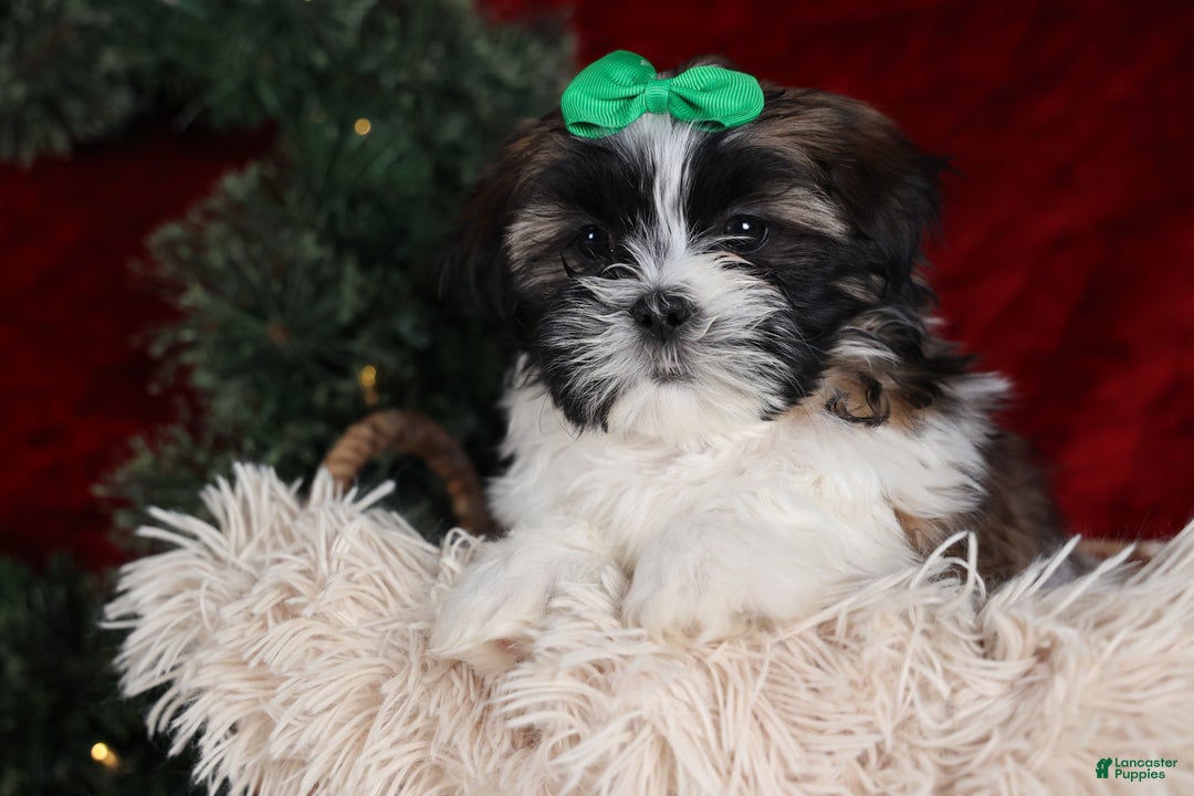 Shih Tzu dogs for sale: Pepper - Ad 15