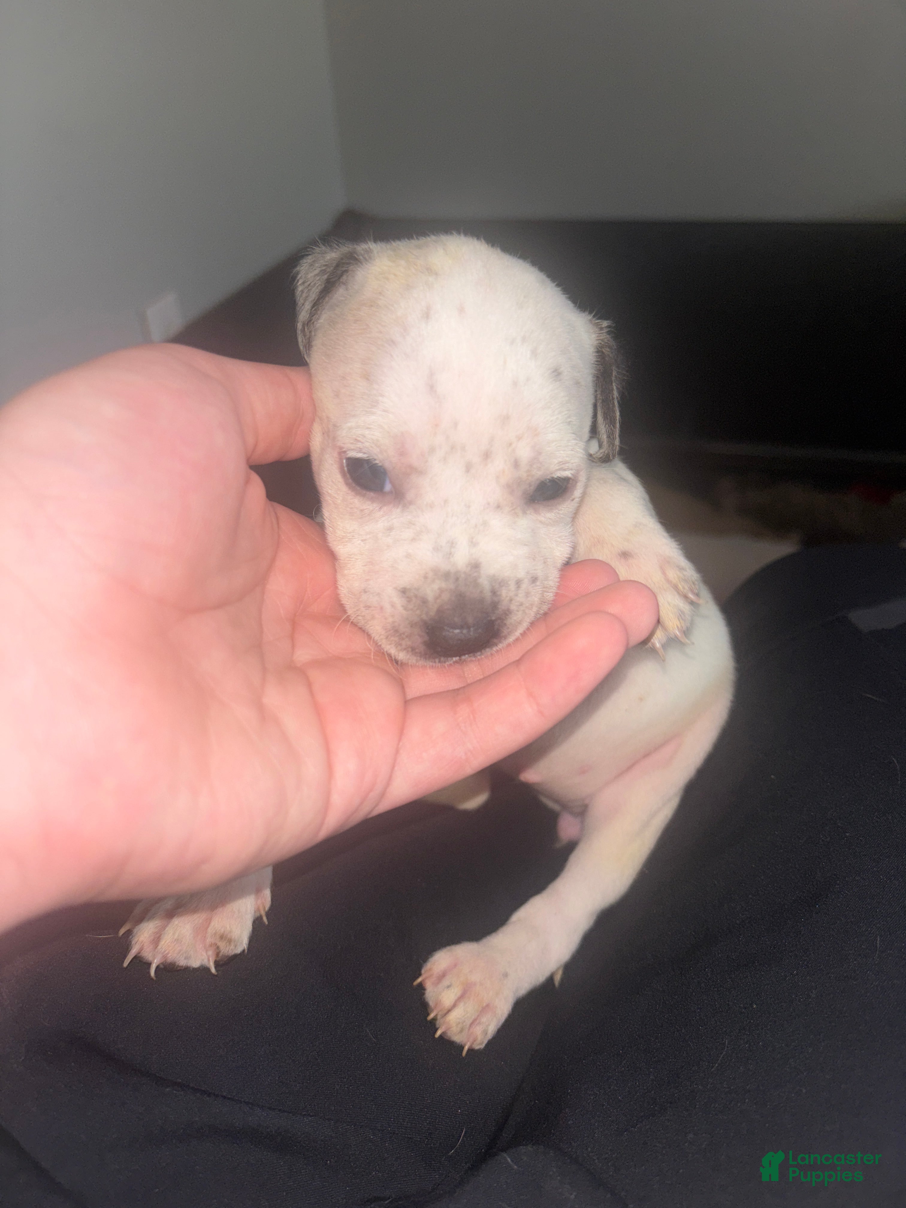 Mixed Breed dogs Mixed Breed 8 - Ad 27