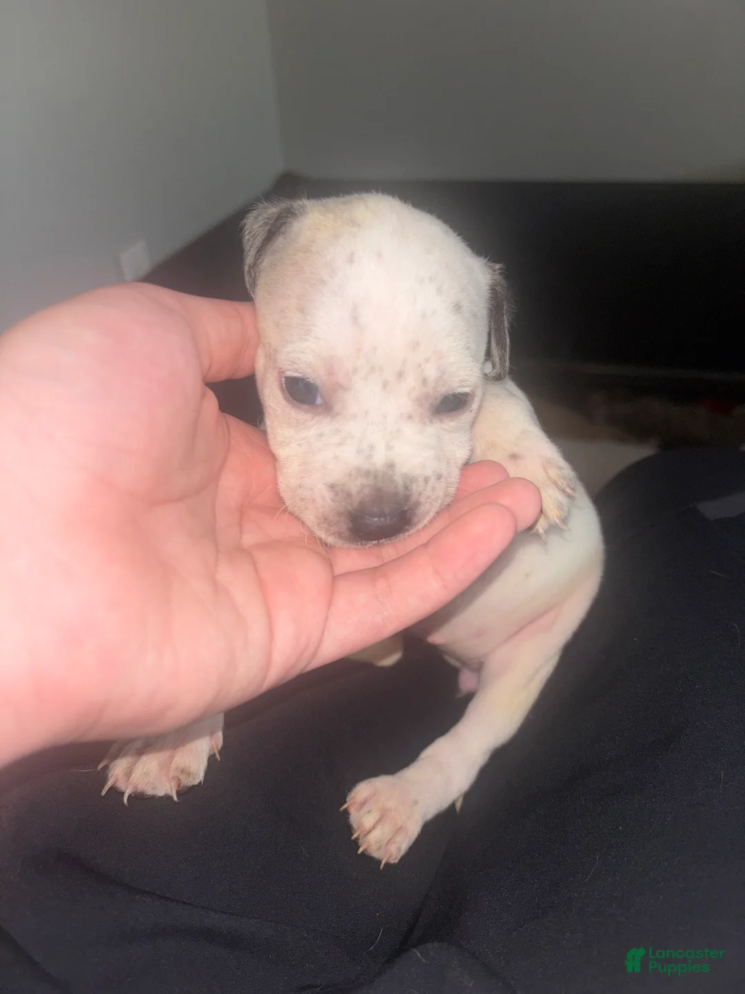Mixed Breed dogs for sale: Mixed Breed 8 - Ad 1