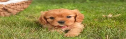 Cavalier King Charles Spaniel dogs for sale: Luna Cavalier King Charles Spaniel  - Ad 4