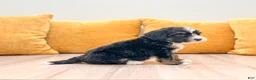 Mini Bernedoodle dogs for sale: Sophie  - Ad 3