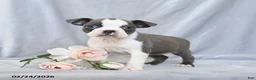 Boston Terrier dogs for sale: Flower - Ad 3