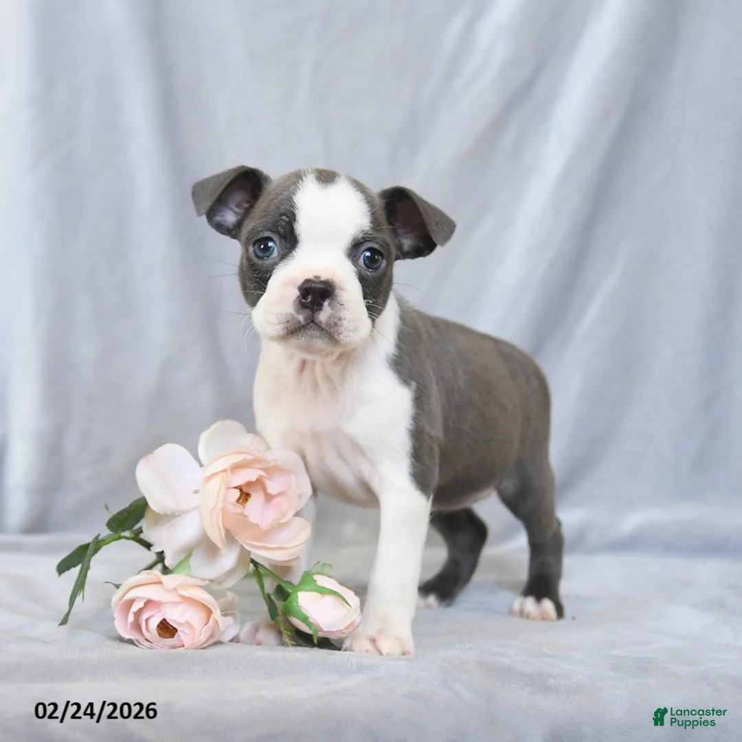 Boston Terrier dogs for sale: Flower - Ad 3