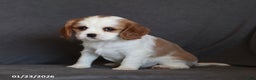Cavalier King Charles Spaniel dogs for sale: Ivy - Ad 2