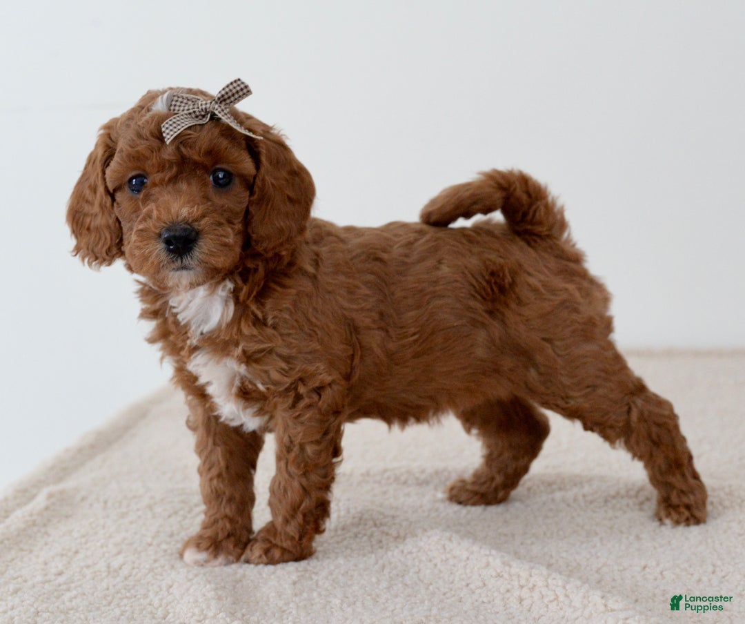 Mini Goldendoodle dogs for sale: Sprinkle-petite  - Ad 5