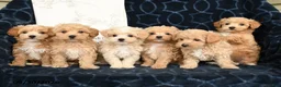 Maltipoo dogs for sale: Aden - Ad 5