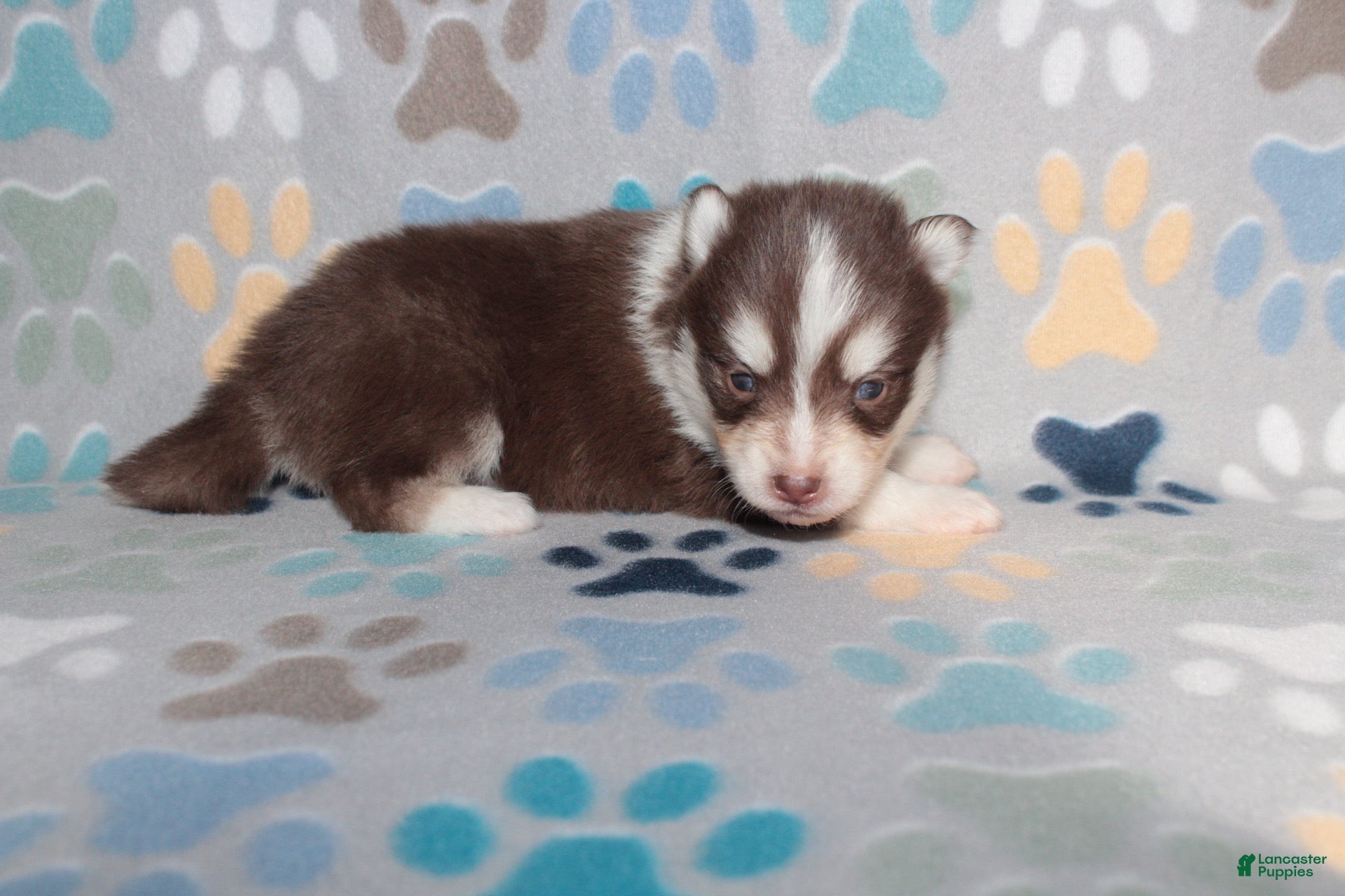 Pomsky dogs Scarlett - Ad 2