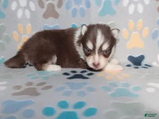 Pomsky dogs Scarlett - Ad 2