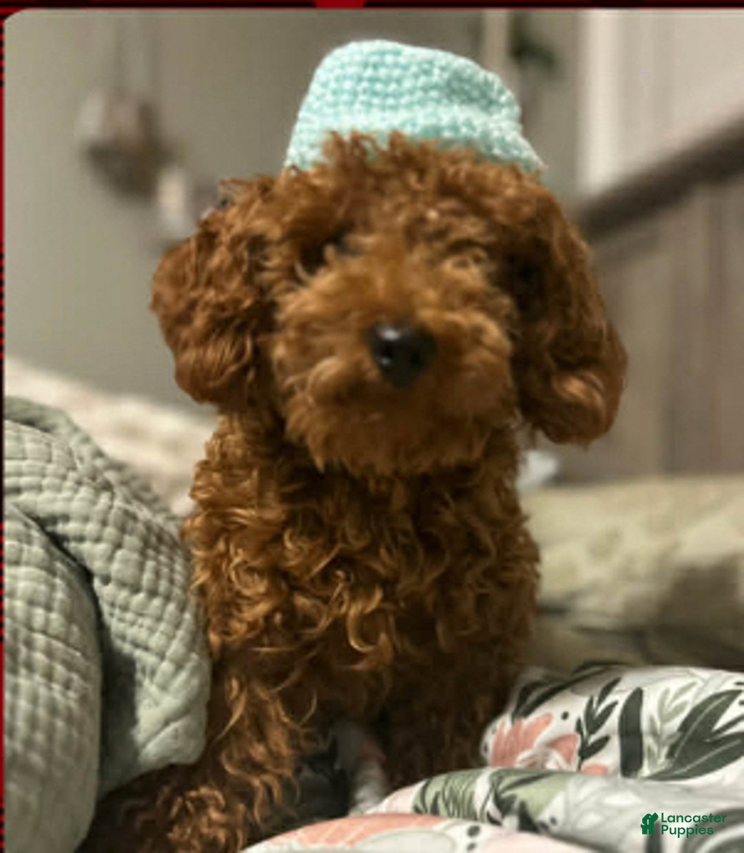 Mixed Breed dogs for sale: Puppy 2  toy aussiedoddle - Ad 16