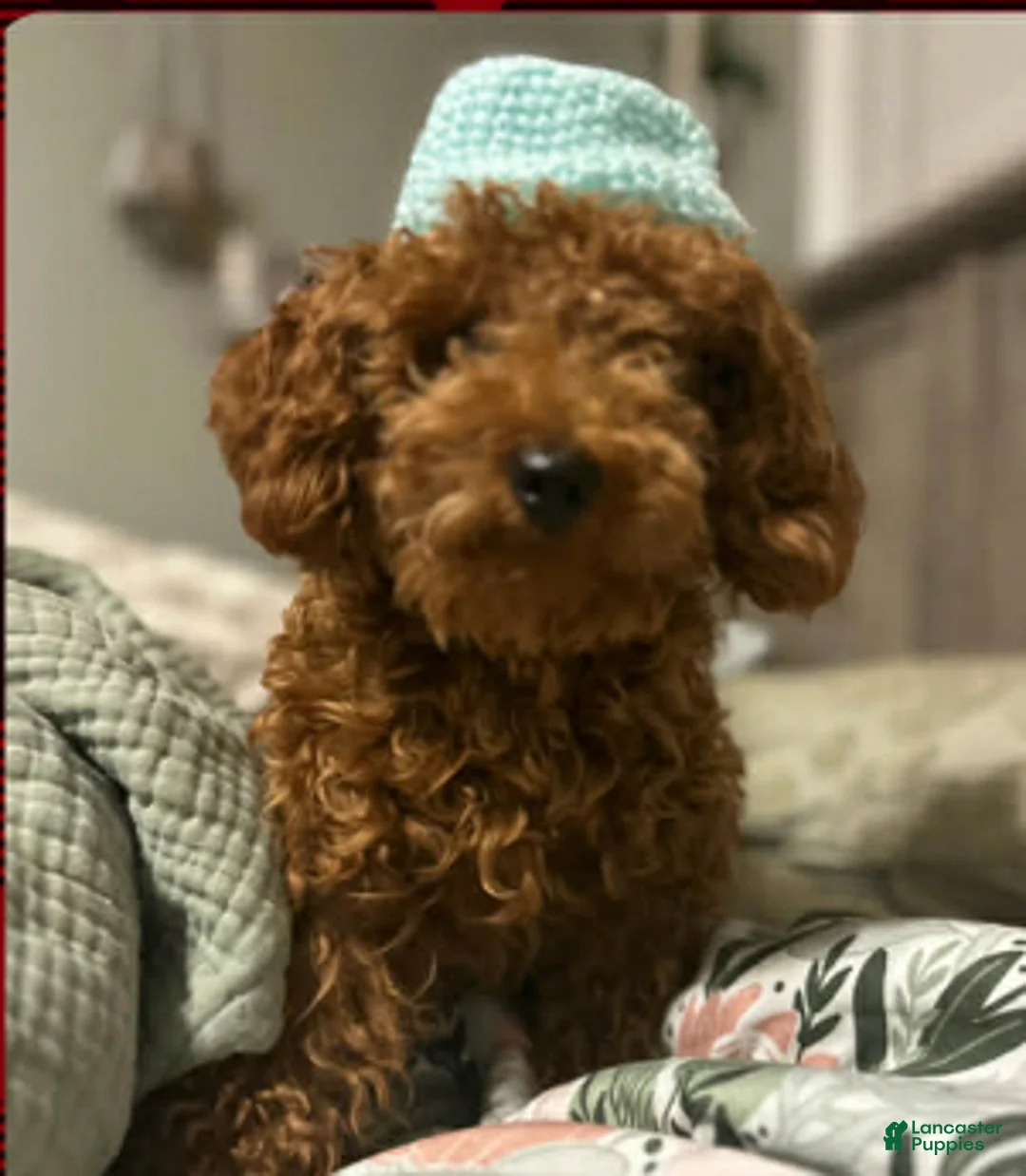 Mixed Breed dogs for sale: Puppy 2  toy aussiedoddle - Ad 16