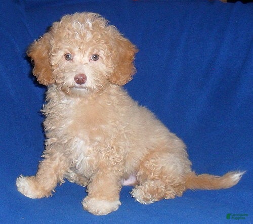 Shihpoo dogs for sale: Baxter - Ad 1
